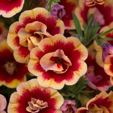 Calibrachoa 'Can-Can Double OrangeTastic'   9cm/10cm