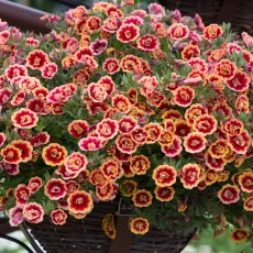 Calibrachoa 'Can-Can Double OrangeTastic'   9cm/10cm