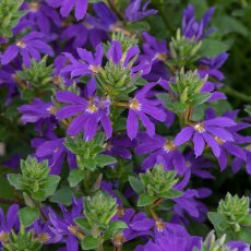 Scaevola 'Surdiva Deep Violet'   9cm/10cm