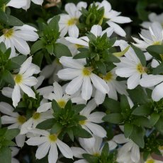 Scaevola 'Surdiva Snow Blanket' 9cm/10cm Scaevola 'Surdiva Snow Blanket' 9cm/10cm