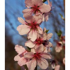 Almond (Prunus) 'Ingrid' - Bush - St.J.A.   12L Almond (Prunus) 'Ingrid' - Bush - St.J.A.   12L