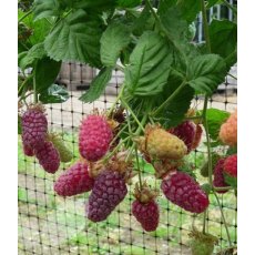 Loganberry (Rubus) 'Thornless LY654'  3L Loganberry (Rubus) 'Thornless LY654'  3L