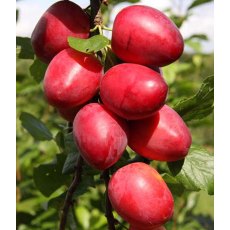 Mirabelle (Prunus) 'Ruby' COLUMNAR™ - Bush - VVA-1   12L Mirabelle (Prunus) 'Ruby' COLUMNAR™ - Bush - VVA-1   12L