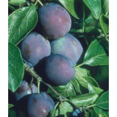 Plum 'Marjorie's Seedling' - Bush - VVA-1 12L Plum 'Marjorie's Seedling' - Bush - VVA-1 12L