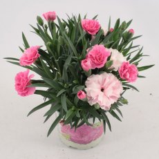 Dianthus 'I Love You'   10.5cm