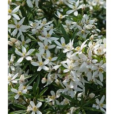 Choisya x dewitteana 'White Dazzler'  2L Choisya x dewitteana 'White Dazzler'  2L