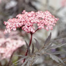 Sambucus nigra 'Black Lace'   3L Sambucus nigra 'Black Lace'   3L