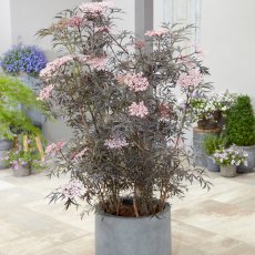 Sambucus nigra 'Black Lace'   3L Sambucus nigra 'Black Lace'   3L
