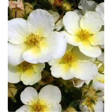 Potentilla fruiticosa 'Limelight'  3L Potentilla fruiticosa 'Limelight'  3L