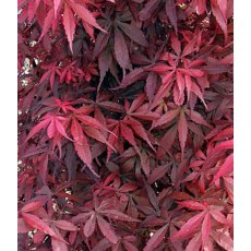 Acer palmatum 'Skeeter's Broom'   3L Acer palmatum 'Skeeter's Broom'   3L