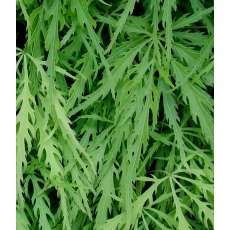 Acer palmatum var. dissectum   3L