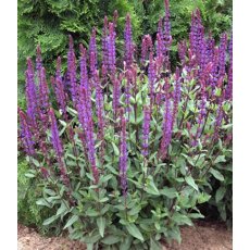 Salvia nemerosa 'Caradonna'  2L