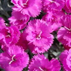 ALPINE Dianthus 'Warden Hybrid' 9cm ALPINE Dianthus 'Warden Hybrid' 9cm