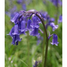 POTTED SPRING BULB British Bluebells   9cm