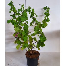 Corylus avellana 'Medusa'   4L Corylus avellana 'Medusa'   4L