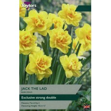 TAYLORS Narcissus Jack The Lad TAYLORS Narcissus Jack The Lad