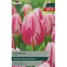 TAYLORS Tulip Bojangles TAYLORS Tulip Bojangles