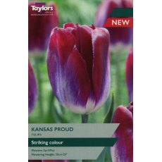 TAYLORS Tulip Kansas Proud