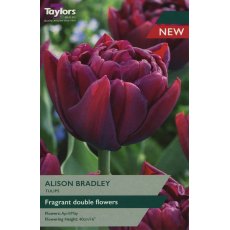 TAYLORS Tulip Alison Bradley TAYLORS Tulip Alison Bradley