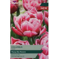 TAYLORS Tulip Columbus TAYLORS Tulip Columbus