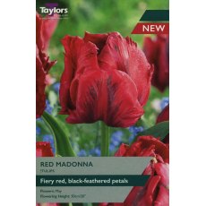 TAYLORS Tulip Red Madonna