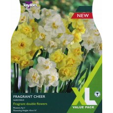 TAYLORS Narcissus Fragrant Cheer - XL Range TAYLORS Narcissus Fragrant Cheer - XL Range