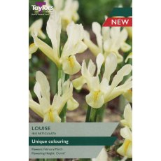 TAYLORS Iris Reticulata Louise TAYLORS Iris Reticulata Louise