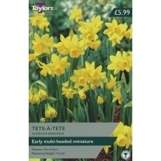 TAYLORS Narcissus Tete A Tete Value TAYLORS Narcissus Tete A Tete Value