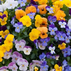 TRAILING VIOLA 'Teardrops 'Mix'   4pk TRAILING VIOLA 'Teardrops 'Mix'   4pk