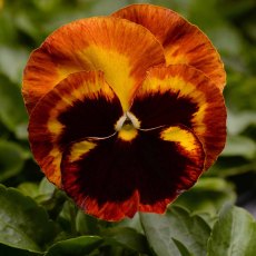 AUTUMN PACK Pansy Matrix 'Solar Flare'   6pk AUTUMN PACK Pansy Matrix 'Solar Flare'   6pk