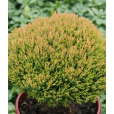 Thuja occidentalis 'Anniek'  3L