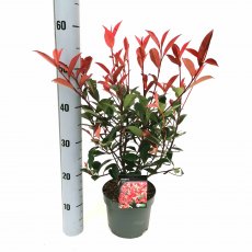 Photinia x fraseri 'Carre Rouge'   2L Photinia x fraseri 'Carre Rouge'   2L