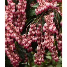 Pieris japonica 'Katsura'   2L