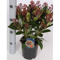 Skimmia japonica 'Rubella' (M)   1.5L Skimmia japonica 'Rubella' (M)   1.5L