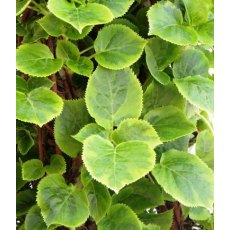 Hydrangea petiolaris 'Mirranda'  2L