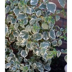 Hydrangea petiolaris 'Silver Lining'  2L
