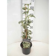 Hydrangea petiolaris 'Silver Lining'  2L