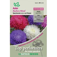 Aster Duchess Mixed