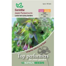 Cerinthe Major Purpurescens