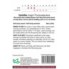 Cerinthe Major Purpurescens