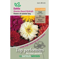 Dahlia Unwin Dwarf Hybrids