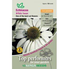 Echinacea White Swan Prima Donna