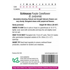 Echinacea Purpurea Purple Coneflower