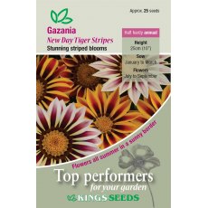 Gazania  New Day Tigers Stripes