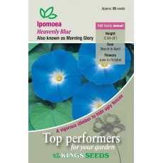 Ipomea Heavenly Blue