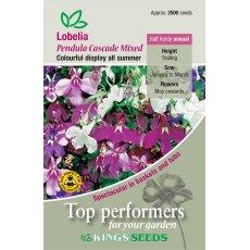 Lobelia Pendula Cascade Mixed