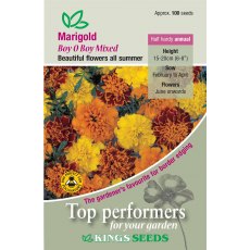 Marigold French Boy O Boy Mixed