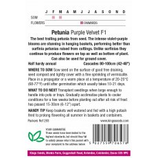Petunia Purple Velvet F1