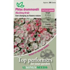 Phlox Drummondii Blushing Bride