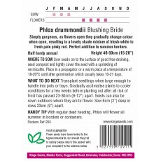 Phlox Drummondii Blushing Bride